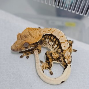 Normal Tri Extreme Harlequin Drippy White Spot Pinstripe