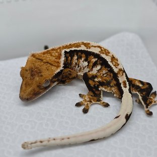 Tri Extreme Harlequin White Crown Tangerine