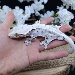 릴리화이트 트라이 다크 화이트