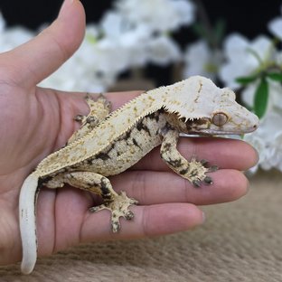 Normal Tri Pinstripe Drippy White Spot Quad