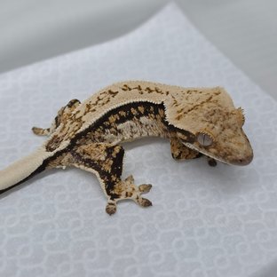 보바 핀코 베베