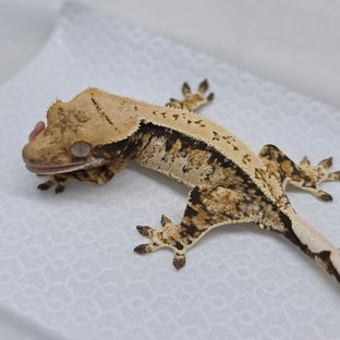 Tri Extreme Harlequin Drippy White Spot Pinstripe