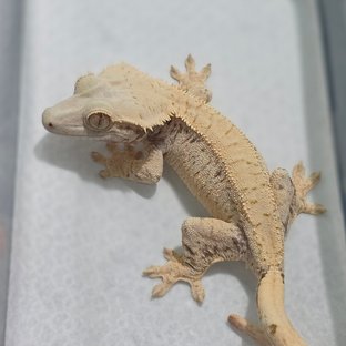 Normal Tri Extreme Harlequin Drippy White Spot