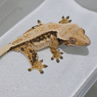 Normal Tri Quad Drippy White Spot