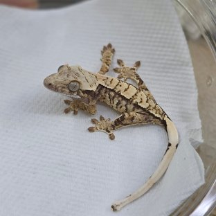 Normal Tri Extreme Harlequin White Spot