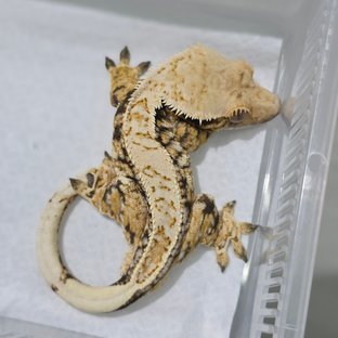 Normal Tri Extreme Harlequin Drippy White Spot