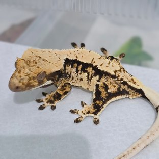 노멀 트라이 쿼드 화이트스팟 핀스트라이프