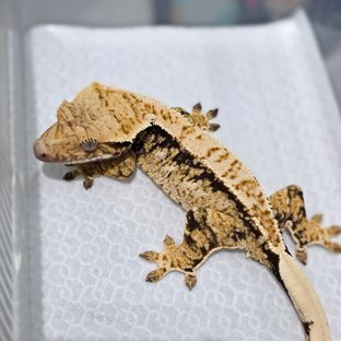 Normal Drippy White Spot Tri Extreme Harlequin