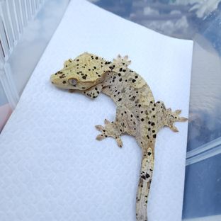 달마시안 슈퍼달마시안