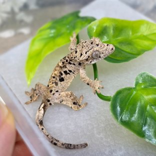 달마시안 슈퍼달마시안
