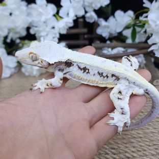 릴리화이트 트라이