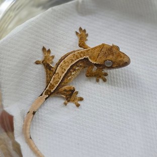 Normal Tri Pinstripe Quad White Crown White Spot