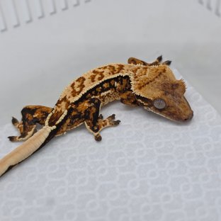 보바 핀코 베베
