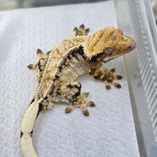 노멀 트라이 드리피 화이트스팟 쿼드 핀스트라이프