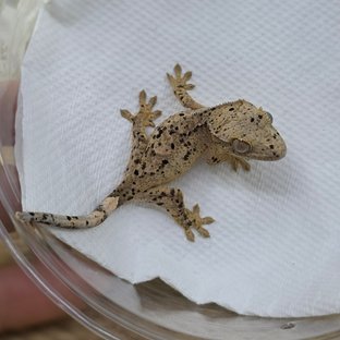 Dalmatian Super Dalmatian