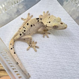 Dalmatian Super Dalmatian