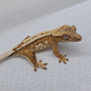 보바 핀코 베베