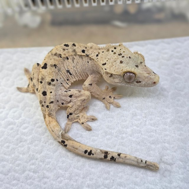 Dalmatian Super Dalmatian