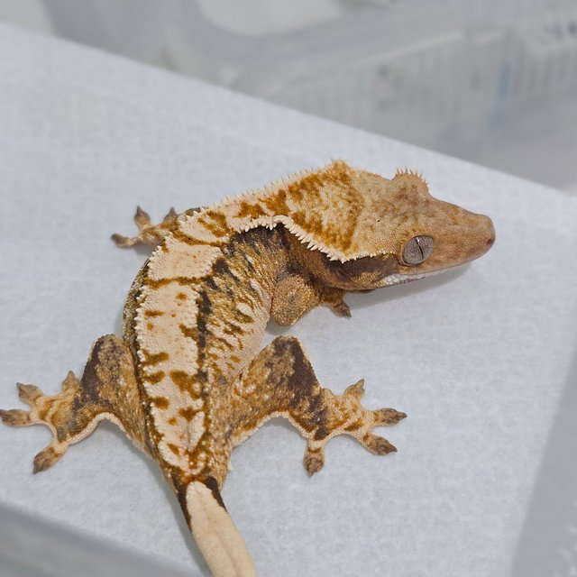 Normal Tri Extreme Harlequin White Spot