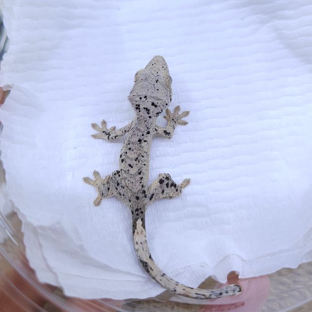 달마시안 슈퍼달마시안