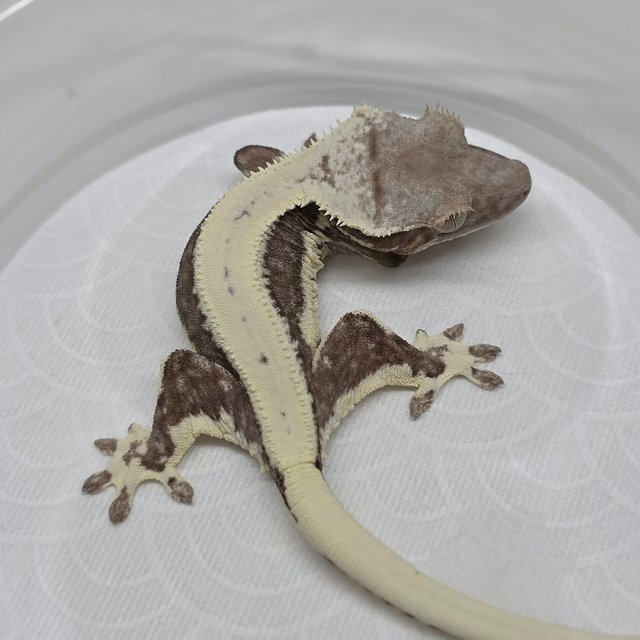Lilly Axanthic