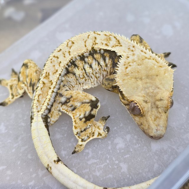 Normal Tri Extreme Harlequin Drippy White Spot