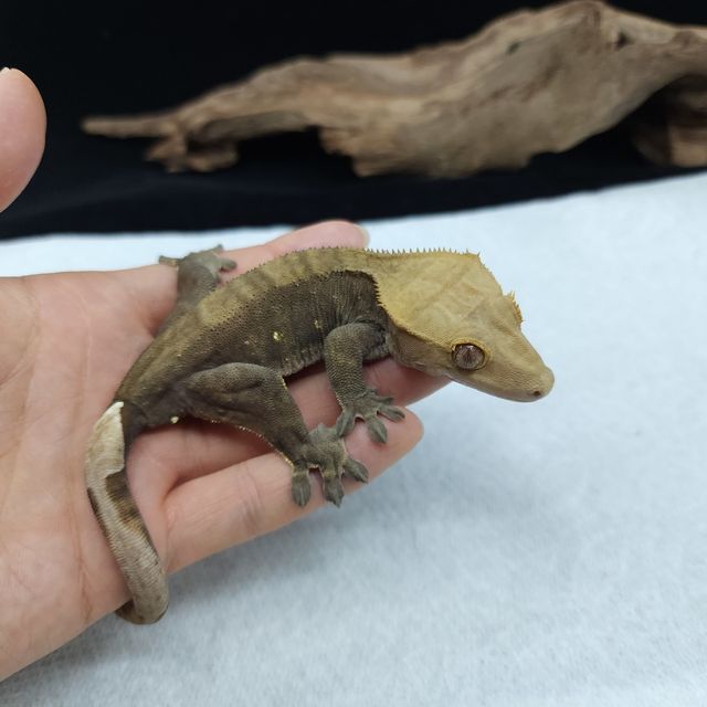 벅스킨 다크 챠콜