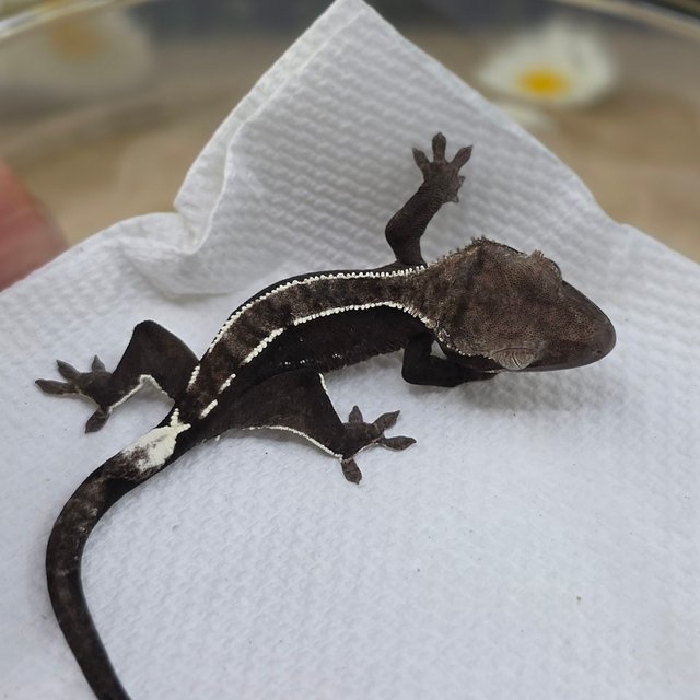 Axanthic