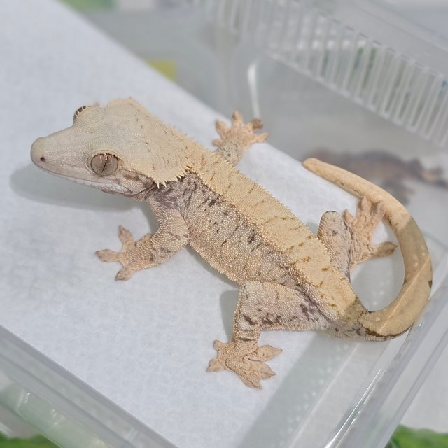 Normal Tri Extreme Harlequin Drippy White Spot