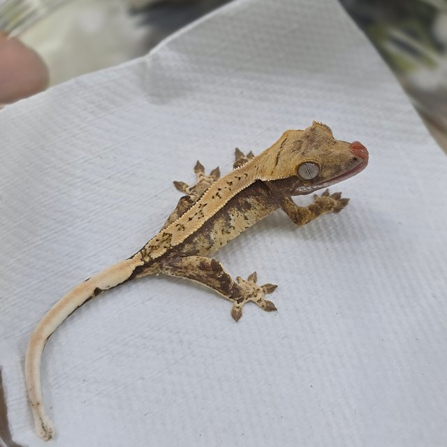 노멀 트라이 핀스트라이프 익스트림할리퀸 화이트스팟