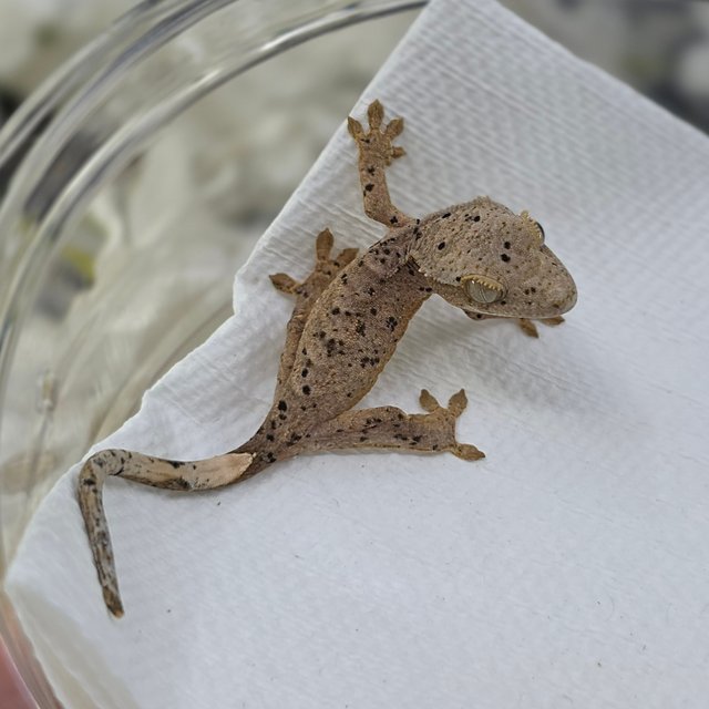 달마시안 슈퍼달마시안