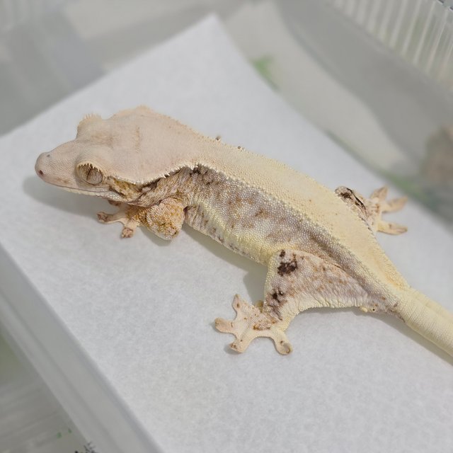 Lilly White Tri Solid Back