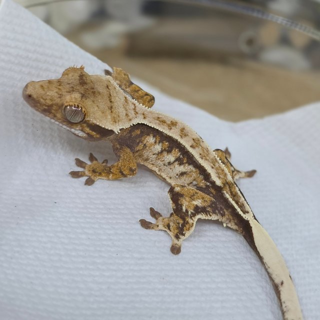 Normal Tri Extreme Harlequin Drippy White Spot Pinstripe