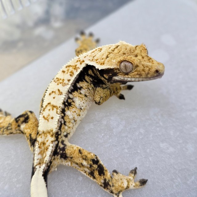 Tri Pinstripe Normal Drippy White Spot