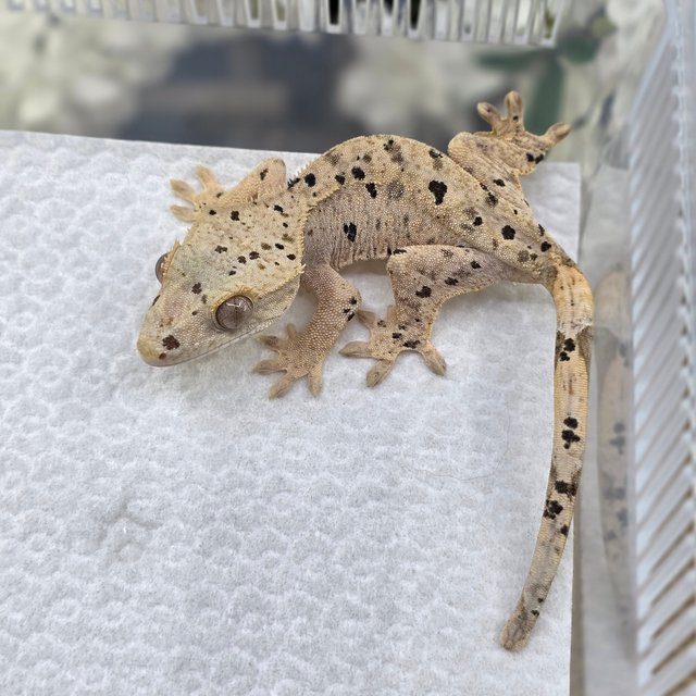 Dalmatian Super Dalmatian