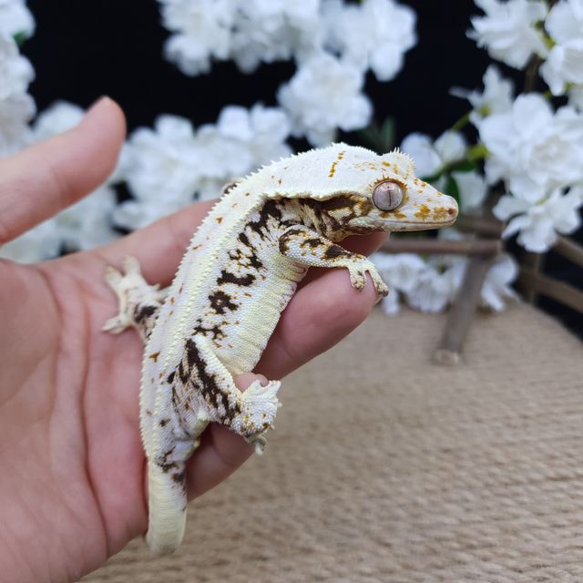 릴리화이트 트라이