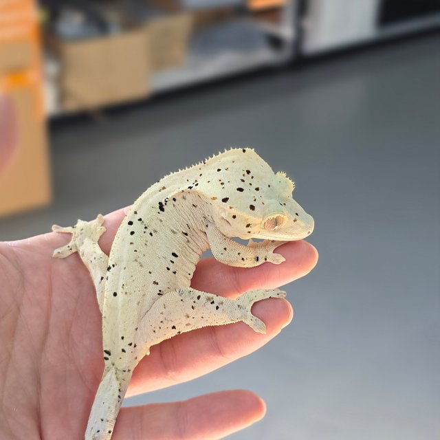 달마시안 슈퍼달마시안