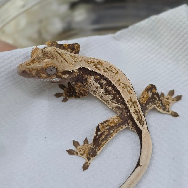 Tri Quad Full Pinstripe Pinstripe Drippy White Spot