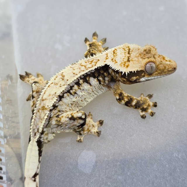 Normal Tri Drippy White Spot Pinstripe