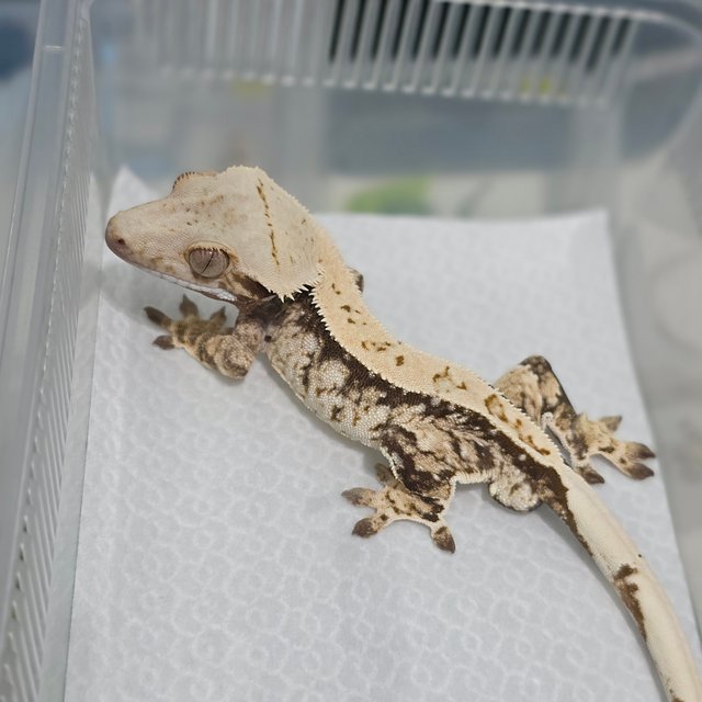 노멀 트라이 익스트림할리퀸 화이트스팟 핀스트라이프