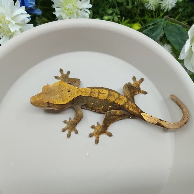 노멀