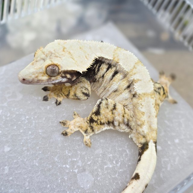 Normal Tri Extreme Harlequin Drippy White Spot