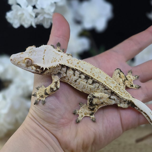 Normal Tri Pinstripe Drippy White Spot Quad