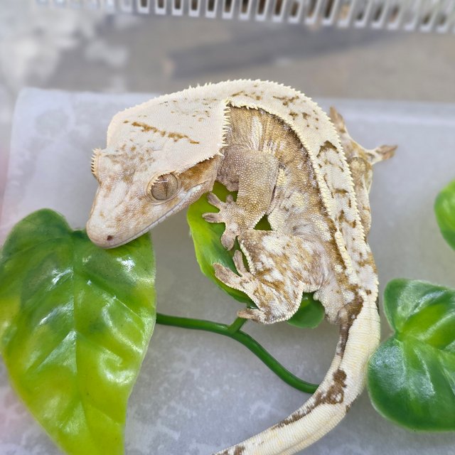 Normal Strawberry Cream Pinstripe White Spot