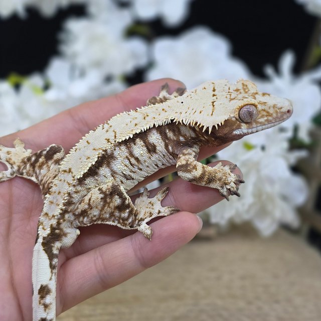 Cream Drippy White Spot