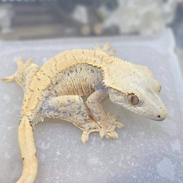 Normal Extreme Harlequin Drippy White Spot