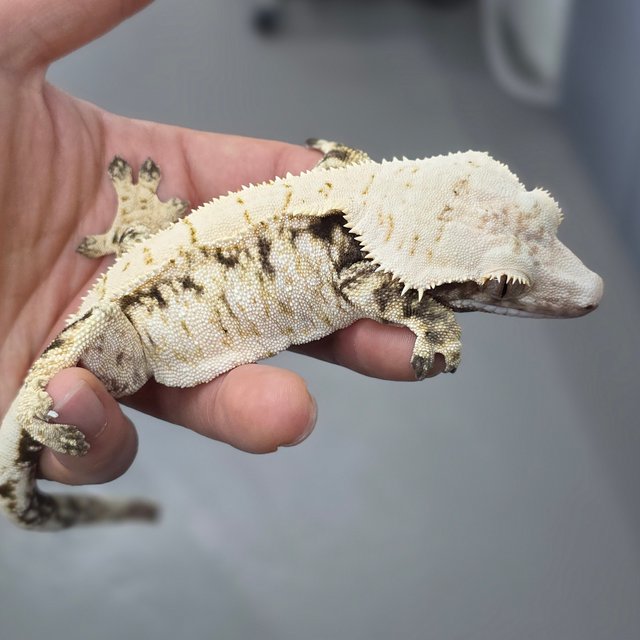 트라이 익스트림할리퀸 드리피 화이트스팟