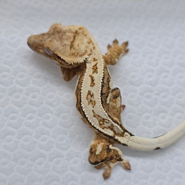 Cream Creamsicle Drippy Quad Pinstripe
