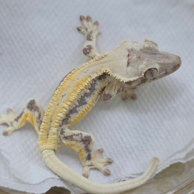 LW Sable Lilly White Sable