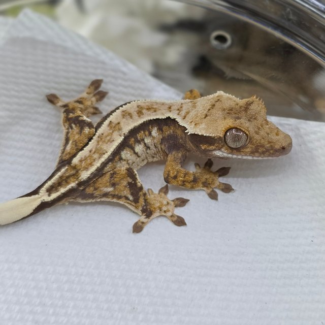 Normal Tri Extreme Harlequin Drippy White Spot Pinstripe